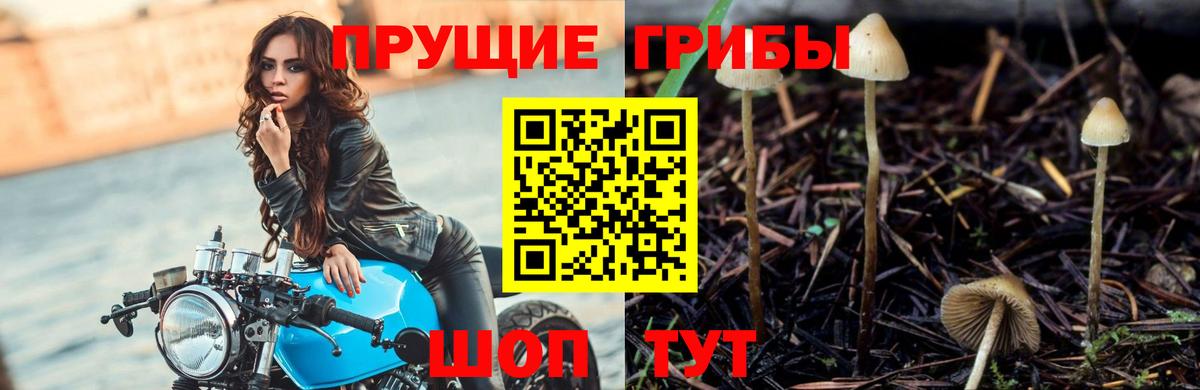Галлюциногенные грибы прущие грибы Тимашёвск